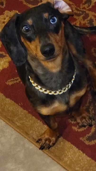 Gold Studded Cuban Link Chain (wider link) - Item #: 009