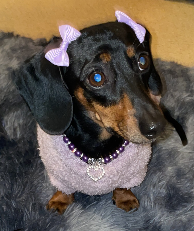 Dog Bow Headband